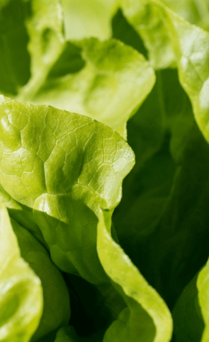 Placeholder image used to represent a product being showcased as Fresh Lettuce Washed.